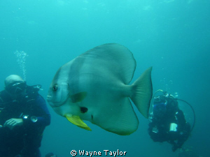 Batfish + 2 admiring divers by Wayne Taylor 